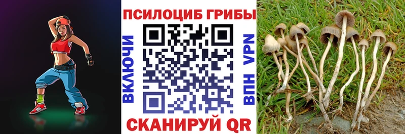 Галлюциногенные грибы Psilocybe  Советская Гавань 
